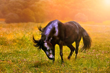 horse on meadow