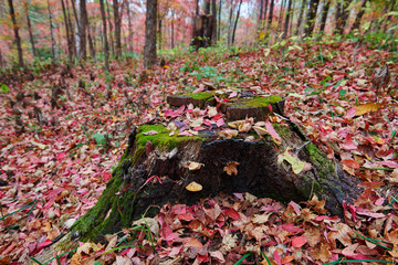 The beautiful autumn senic.