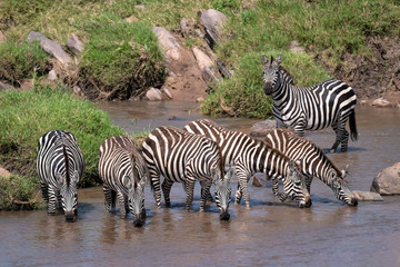 Fototapeta na wymiar Beautiful herd of zebra drinking from a pool of water in the Sand River, Maasai Mara, Kenya as the stallion acts as a lookout.