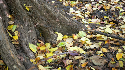Multicoloured Fallen Leaves Under A Tree In Autumn