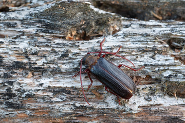 Longhorn beetle Tragosoma depsarium on decaying pine wood 