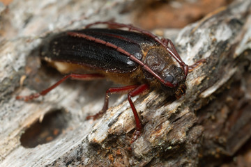 Newly hatched longhorn beetle Tragosoma depsarium on decaying pine wood 