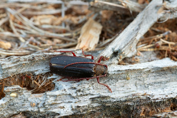 Longhorn beetle Tragosoma depsarium on decaying pine wood 