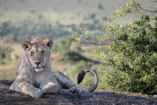 Sleepy young male lion sitting on a rock in the shade.  Image taken in the Maasai Mara, Kenya.