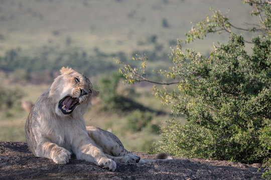 Young male lion sitting on a rock in the shade yawning.  Image taken in the Maasai Mara, Kenya.