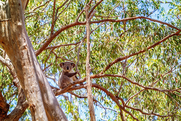 Australian Koala Sitting In A Tree