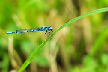 A blue damselfly eating a bee, wings swept back