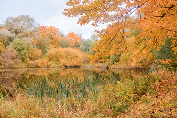 Autumn park landscape. Golden autumn . Sunny day in the autumn park with yellow trees. Beautiful landscape.