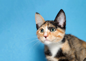 Close up portrait of an adorable calico kitten with wide eyes looking to viewers left. Blue background.