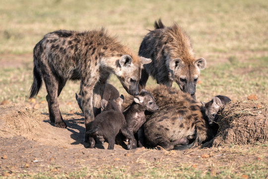 Family of young pups, juveniles, and adult hyena gathered around the den.  Image taken in the Maasai Mara, Kenya.