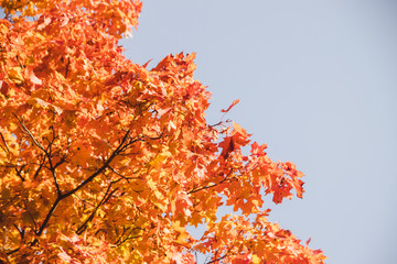 Autumn leaves. Branches with leaves on the trees. Yellow leaves .