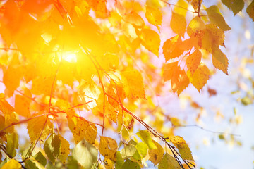 Autumn leaves. Branches with leaves on the trees. Yellow leaves .