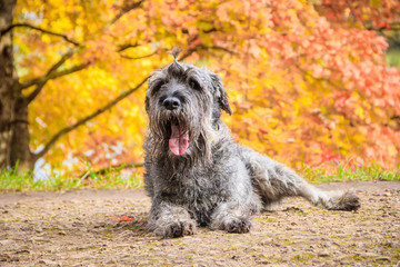 Miniature schnauzer dog for a walk in the autumn park. Dog with a haircut for a walk. . Dog on a walk.