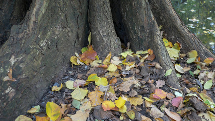 Many Multicoloured Fallen Leaves Under A Tree And The Reflections of Trees At The Lakeside In Autumn