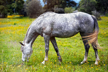 Obraz na płótnie Canvas Horse on meadow