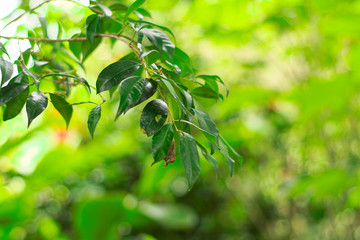 Naklejka premium branch of a tree