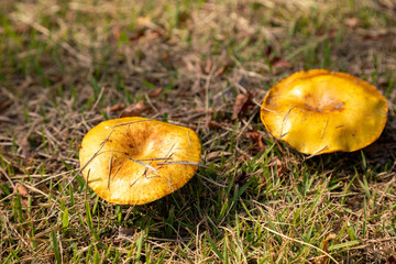 Poisonous mushrooms growing naturally in the field
