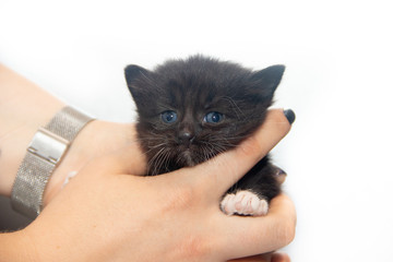 Little black kitten on a white background. Home pet. Kitten 3 weeks.