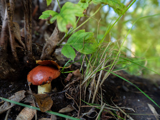 a small mushroom with a red hat grows among the grass in the forest