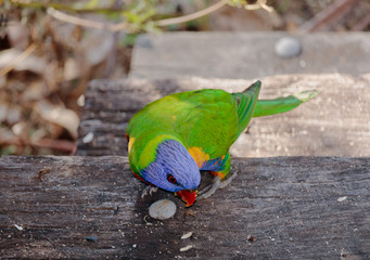 Birds of Queensland