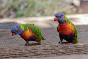 Birds of Queensland