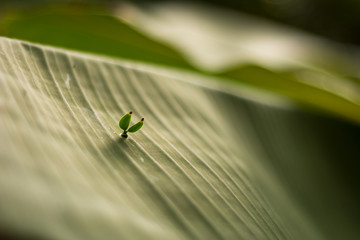 The seed of erva-de-passarinho (mistletoe, Struthanthus flexicaulis) germinating on a banana leaf. From Brazilian Atlantic Forest, MG.
