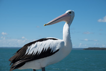Fototapeta na wymiar Pelican watching 