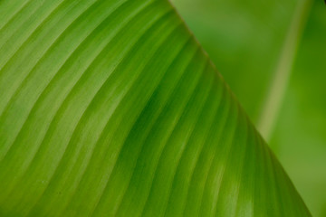 banana leaf isolated on white background