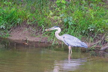 Obraz premium Great Blue Heron with prey.Cuyahoga Valley National Park.Ohio.USA