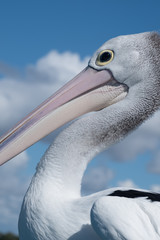 Pelican in hervey bay