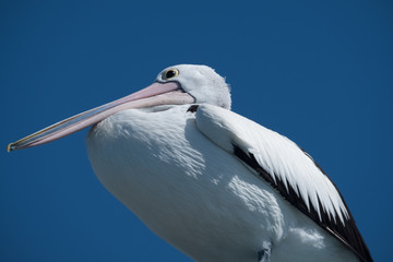 Pelican 
