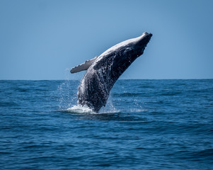 Calf whale breaching - obrazy, fototapety, plakaty