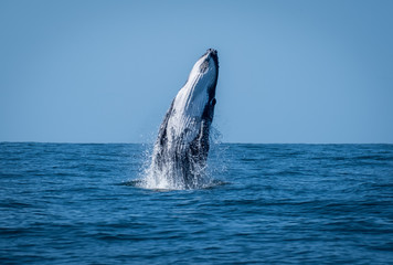 Whale breaching 