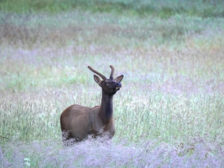 a young elk smells the early morning air in yellowstone