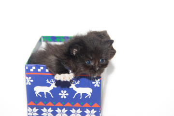 Little black kitten on a white background. Home pet. Kitten 3 weeks.