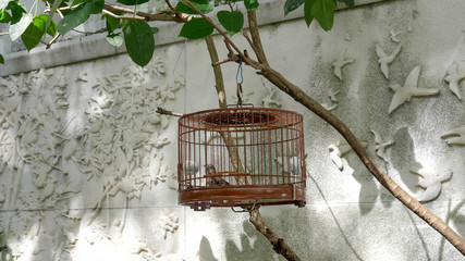 wide view of a caged pet bird for sale at mongkok market in hong kong