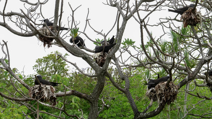 wide shot of white-capped noddy terns nesting heron island