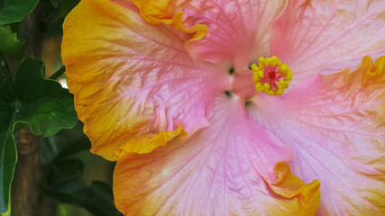 close up shot of a yellow and pink tropical hibiscus