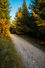 Beautiful autumn lane in the forest in austria