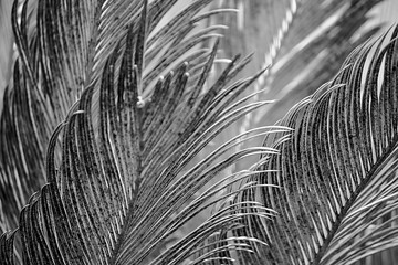 Obraz premium Black and White Abstract of Plant