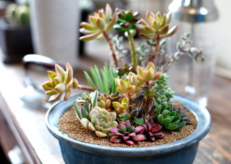 多肉植物