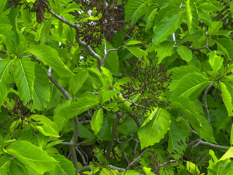 wide view of pisonia seed burrs on a tree at heron island
