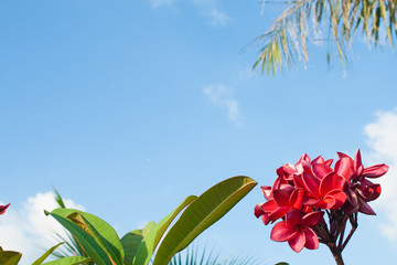 red flower on blue sky background