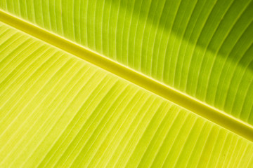 banana leaf texture