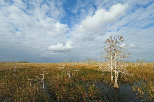 Dramatic cloudscape over the sawgrass prairie and cypress trees of Everglades National Park, Florida.