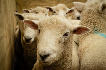 Sheep / Lamb_2
