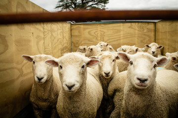 Sheep / Lamb_3