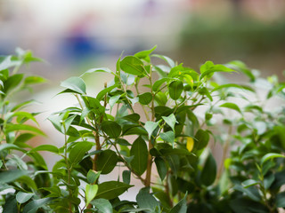Green leaves of houseplant. Theme of plants, green nature