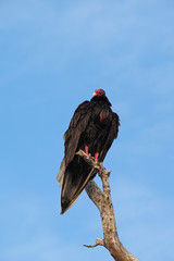 Turkey Vulture - Cathartes aura - perched on dry branch against a blue cloudscape in everglades National Park, Florida.