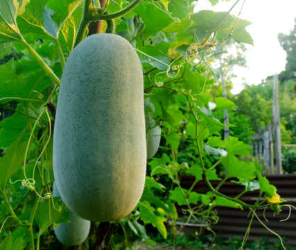 This is the benincasa hispida
